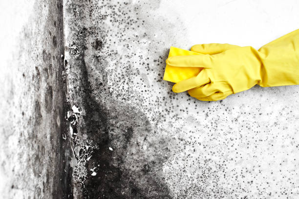 Best HVAC Mold Remediation in Hoffman Estates, IL