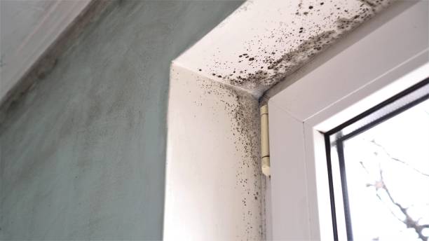 Best Industrial Mold Remediation in Hoffman Estates, IL