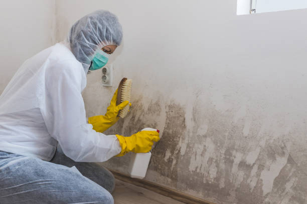 Best Crawl Space Mold Remediation in Hoffman Estates, IL