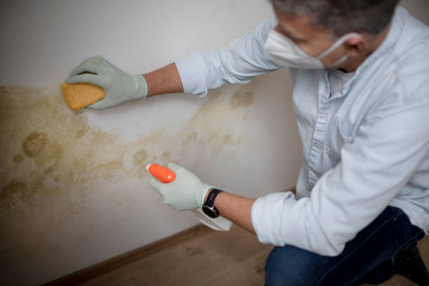 Best Basement Mold Remediation in Hoffman Estates, IL