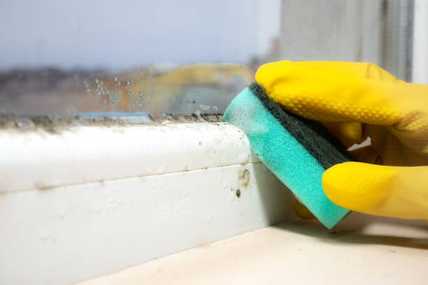 Best Kitchen Mold Remediation in Hoffman Estates, IL