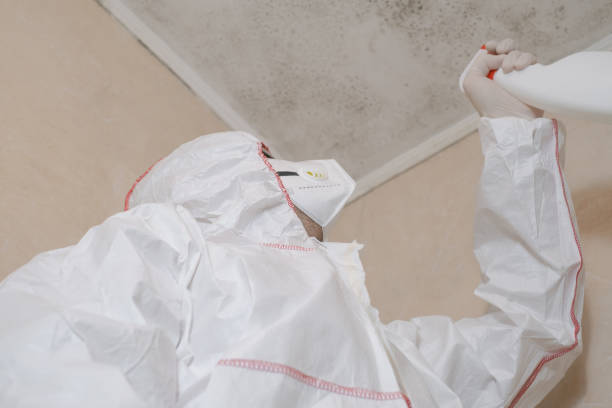 Best White Mold Remediation in Hoffman Estates, IL