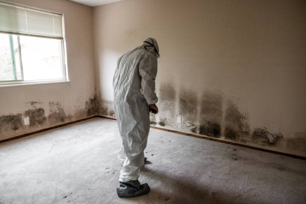 Best Black Mold Remediation in Hoffman Estates, IL