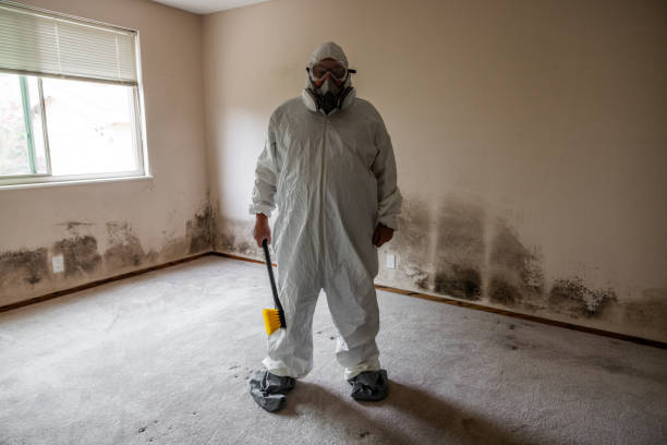 Reliable Hoffman Estates, IL Mold Remediation Solutions