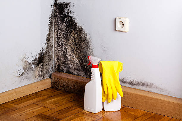Best Mold Remediation for Schools in Hoffman Estates, IL