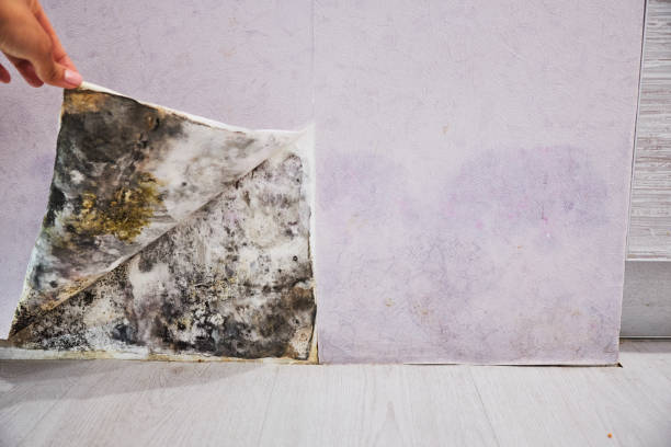 Best Mold Testing and Inspection Services in Hoffman Estates, IL